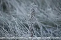 Заморозки уже в начале осени / БЕЛТА​