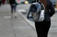 "Собаки и кошки из всех животных сумели стать наиболее близкими людям..." / Reuters