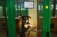 Leaving a dog in a cage or on a leash for a long time is also cruelty / Euroradio