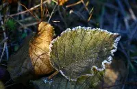 Заморозки / pixabay.com