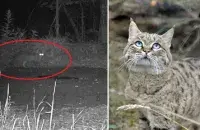 A forest wildcat in Belarus&#39; Chernobyl exclusion zone.