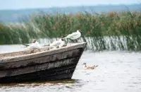 Дождь, иллюстративное фото
