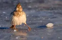 Гололёдица, фото иллюстративное
