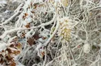 Во вторник ожидается снег и снег с дождем / Еврорадио​