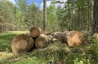 Прырода Беларусі