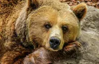 За популярным конкурсом следят миллионы человек!