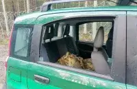 В служебной машине были разбиты стекла