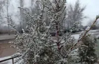В январе на юге Беларуси
