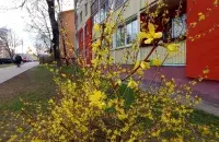 Вясна, ілюстрацыйнае фота
