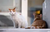 Кошки, фото иллюстрационное
