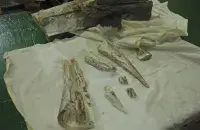 Мамонтовый бивень

