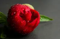 Пион, иллюстративное фото
