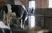 Нет на предприятии и главного ветеринара
