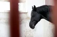 РЦАП у Ратамцы высяляе амаль сотню прыватных коней
