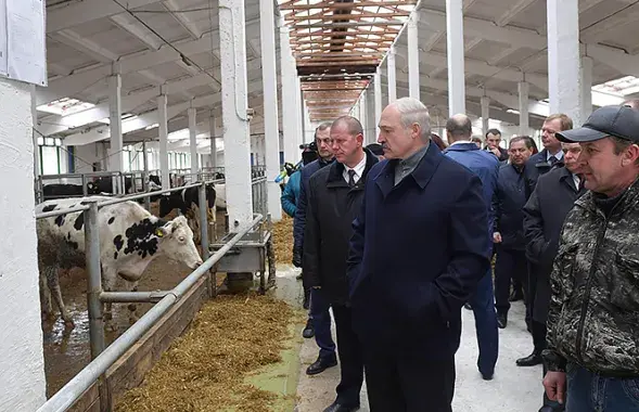 Лукашенко во время посещения хозяйства "Купаловское" / president.gov.by​