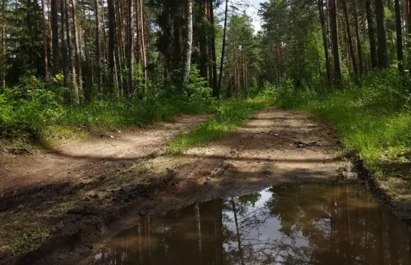 Лес пасля дажджу / З архіва Еўрарадыё
