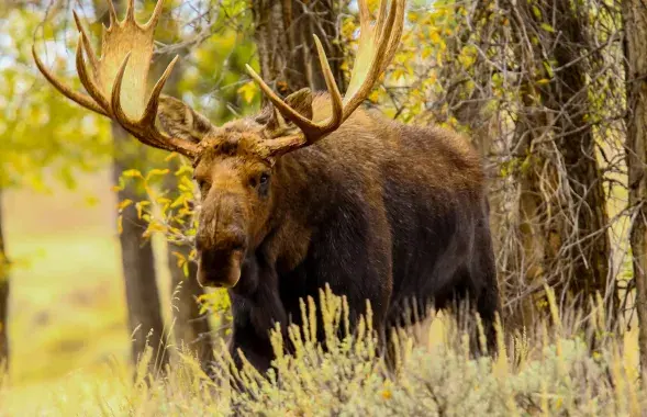 Лось дважды напал на людей / Иллюстративное фото belhunting.by
