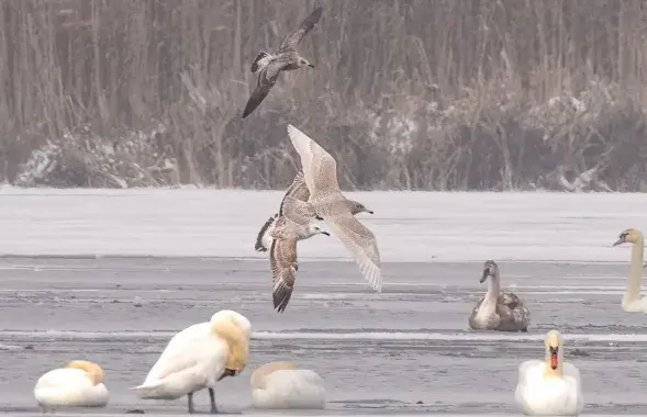 Каляндарная зіма набліжаецца / t.me/wildlifebelarus
