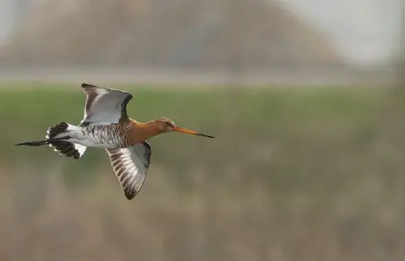 У Беларусі сапраўдная вясна / t.me/wildlifebelarus/
