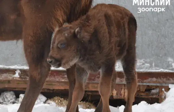 Зубраня нарадзілася ў Мінскім заапарку / minskzoo.by
