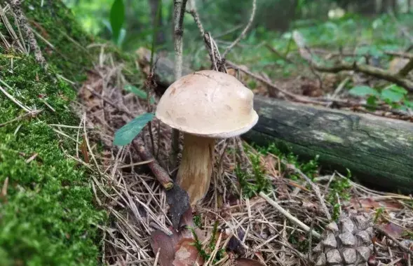 У лесе ў ліпені / З архіва Еўрарадыё
