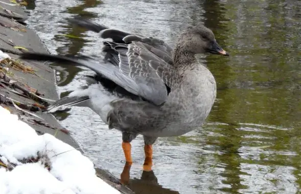 Вясна / t.me/wildlifebelarus/
