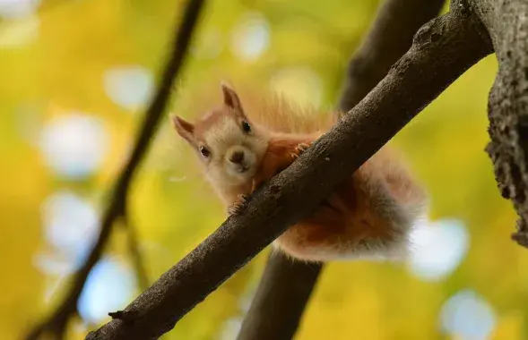 Восень у Беларусі / t.me/wildlifebelarus
