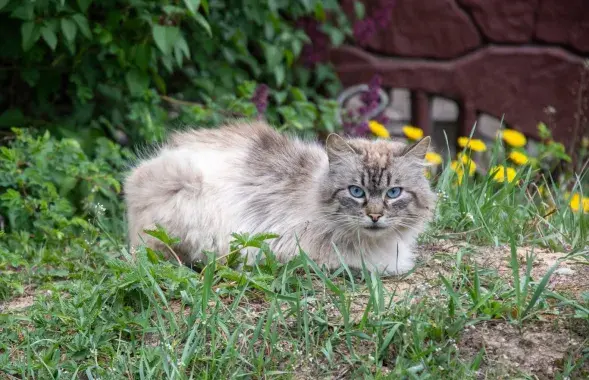 Кот на вуліцы / Раман Пратасевіч, Еўрарадыё