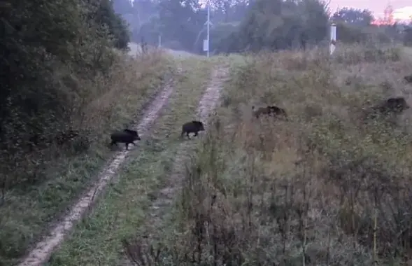 Фото: скриншот с видео.