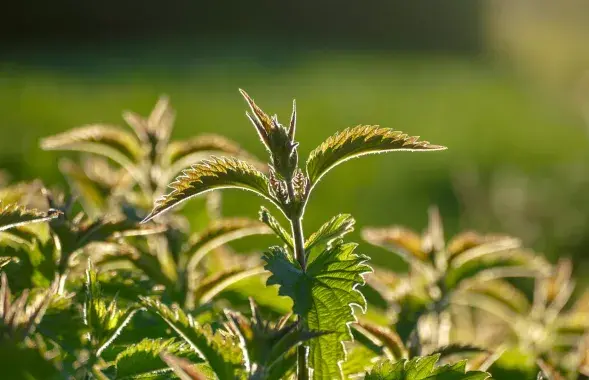 Крапіва / pexels.com
