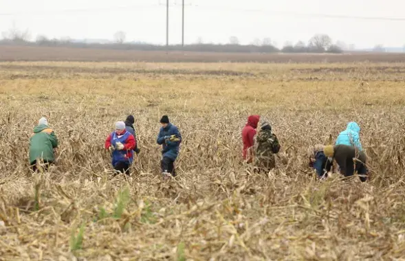Падзенне ВУП звязана са зніжэннем выпуску ў сельскай гаспадарцы (ураджай сабраны) /&nbsp;budakosh.by
