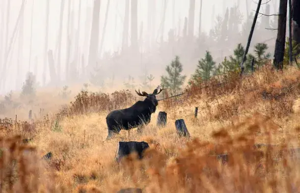 Паляўнічы думаў, што страляе ў лася / ілюстрацыйнае фота huntland.ru
