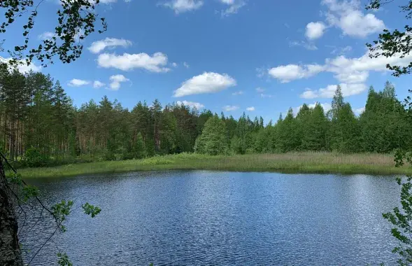 Спякота
