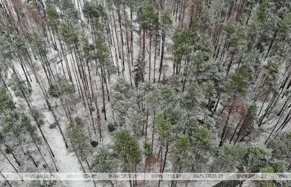 Мокрый снег и дождь прогнозируют на 16 декабря / БЕЛТА