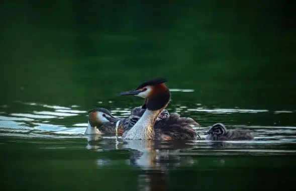 В жаркий день / t.me/wildlifebelarus​