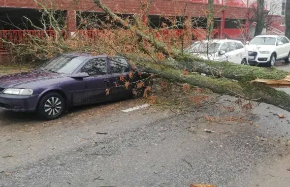 У канцы мінулага тыдня моцны вецер зрываў дахі і ламаў дрэвы&nbsp;/ БЕЛТА