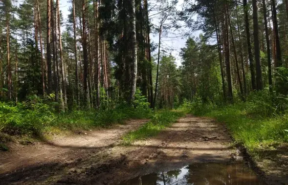 Леса в Беларуси