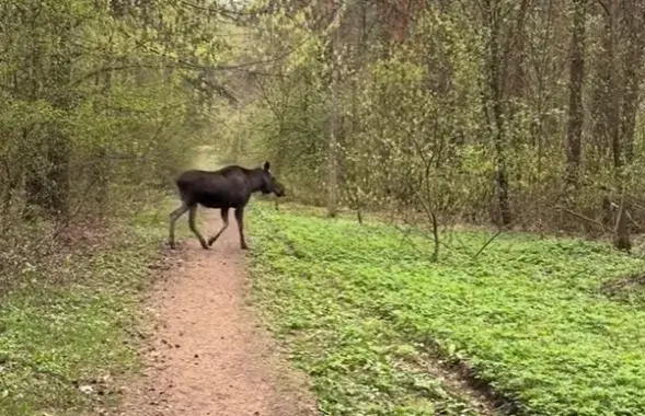 Скриншот из видео
