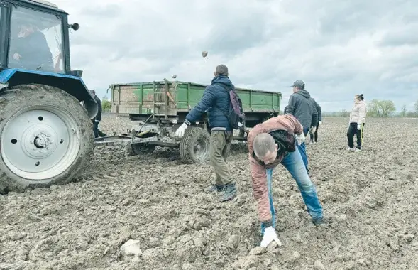 На поле агрокомплекса "Яновичи"
