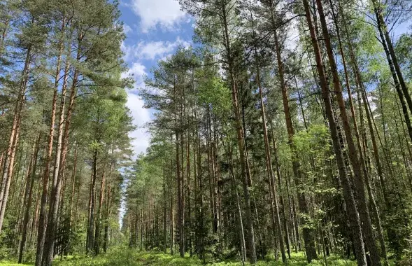 8 з іх знаходзяцца ў Брэсцкай вобласці
