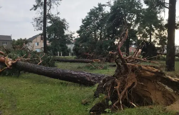 Ратавальнікі налічылі ўчора больш за 800 выпадкаў падзення дрэў
