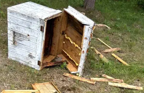 Пчальнік пасля налёту мядзведзя
