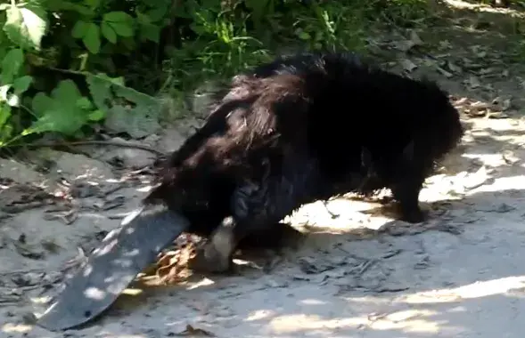 Бобр
