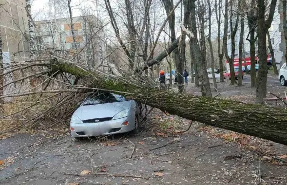 Дерево упало на легковушку
