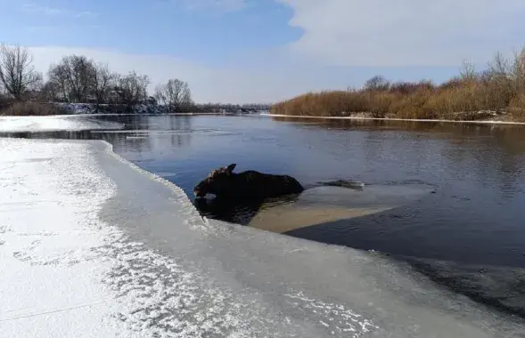 Самостоятельно попасть на берег лось не мог
