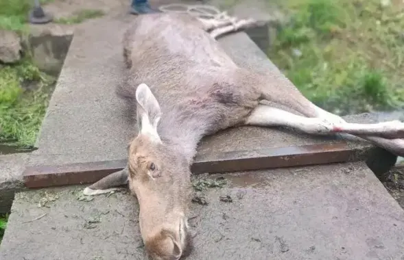 Загінулы лось
