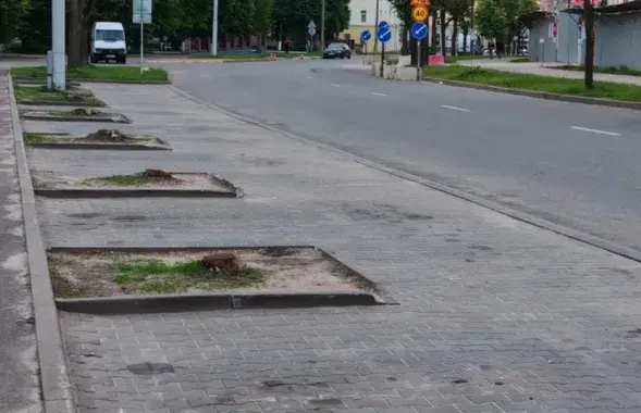 Улица Красная осталась без каштанов
