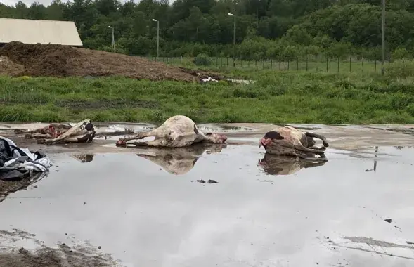 Мертвые животные
