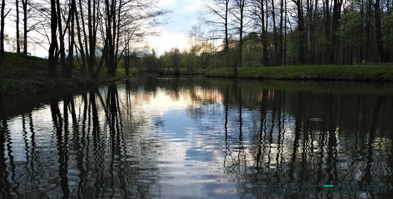 Лес у Беларусі / Еўрарадыё
