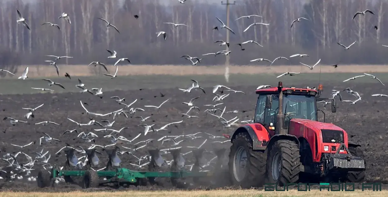 Гульні Лукашэнкі і Пуціна могуць скончыцца праблемамі ў сельскай гаспадарцы / Еўрарадыё
